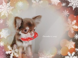 しずくちゃん♀