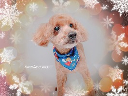 ゴンちゃんくん♂