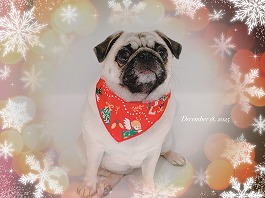 サラサちゃん♀