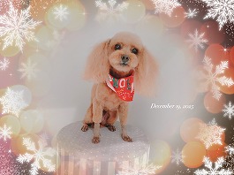 あずきちゃん♀