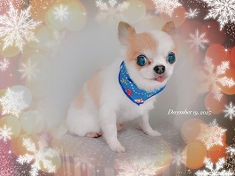 ちゃわんくん♂