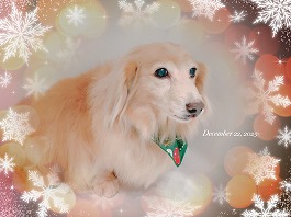 サクラちゃん♀