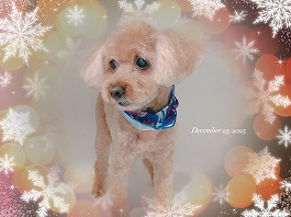 肉だんごくん♂