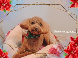 レモンちゃん♀