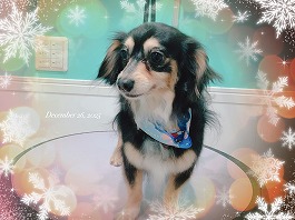 こたろーくん♂