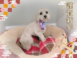 シフォンちゃん♀