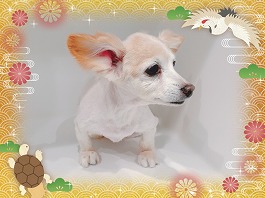 キャメルちゃん♀