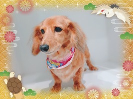 サンディちゃん♀