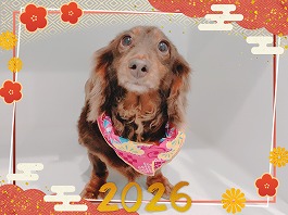 チョコちゃん♀