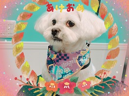 バニラちゃん♀