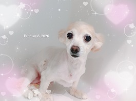 キャメルちゃん♀