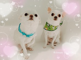 なつくん♂サクくん♂