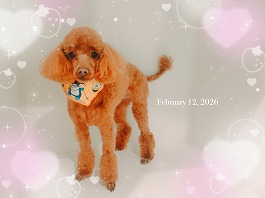 レモンちゃん♀