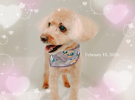 肉だんごくん♂