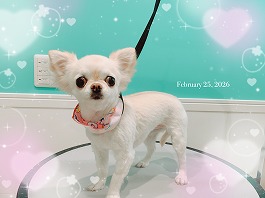 きなこちゃん♀