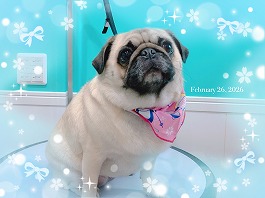 サラサちゃん♀