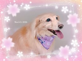 サクラちゃん♀