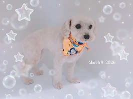 シフォンちゃん♀