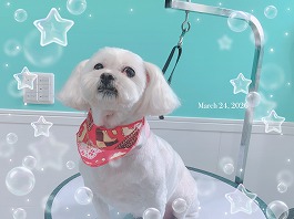 バニラちゃん♀