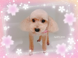 ふうかちゃん♀