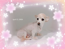 キャメルちゃん♀