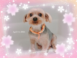 さくらちゃん♀