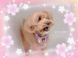 バニラちゃん♀