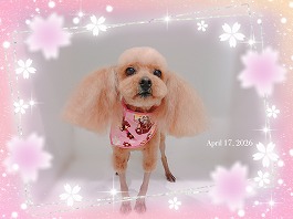 あずきちゃん♀