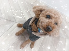 クッキーくん♂