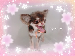 しずくちゃん♀