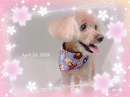 肉だんごくん♂