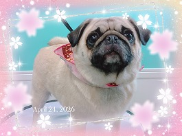 サラサちゃん♀