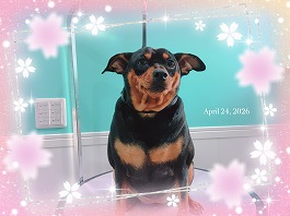 ワカメちゃん♀