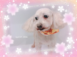 みるくちゃん♀