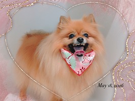 GUCCIちゃん♀