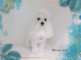 SNOOPYくん♂