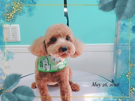 茶々くん♂