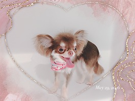 しずくちゃん♀