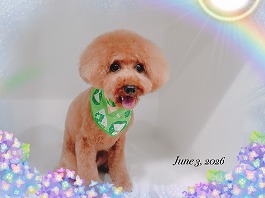 こたつくん♂