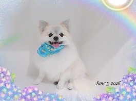 Aroくん♂