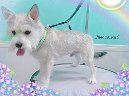 グクくん♂