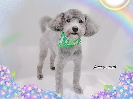 JUJUくん♂