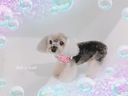 モコちゃん♀