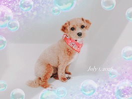 りんちゃん♀