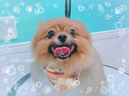 ココちゃん♀