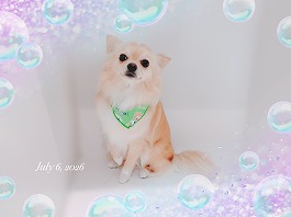 てんくん♂