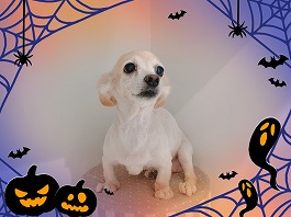 キャメルちゃん♀