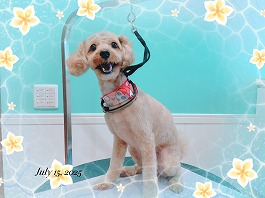 バニラちゃん♀